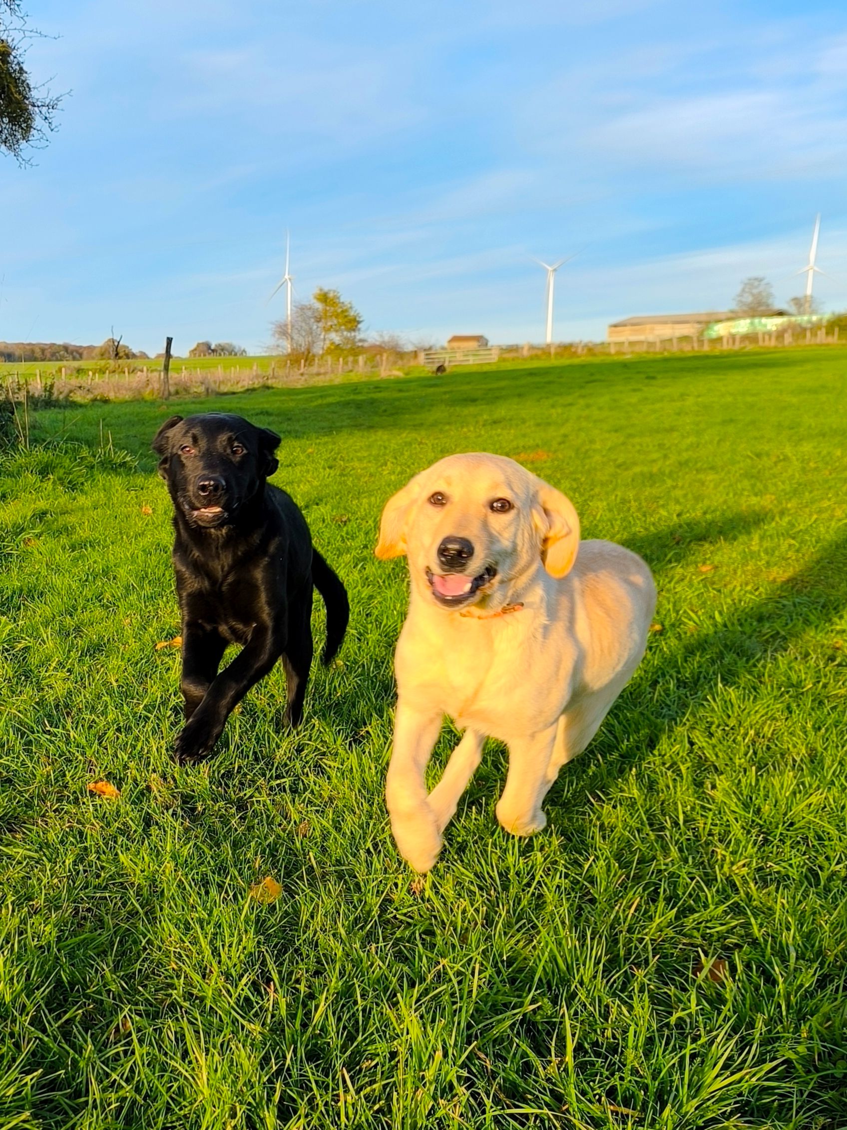 Deux Labradors Of Spirit Castle