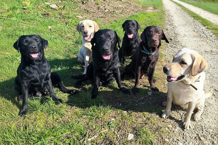 Groupe de Labradors Of Spirit Castle