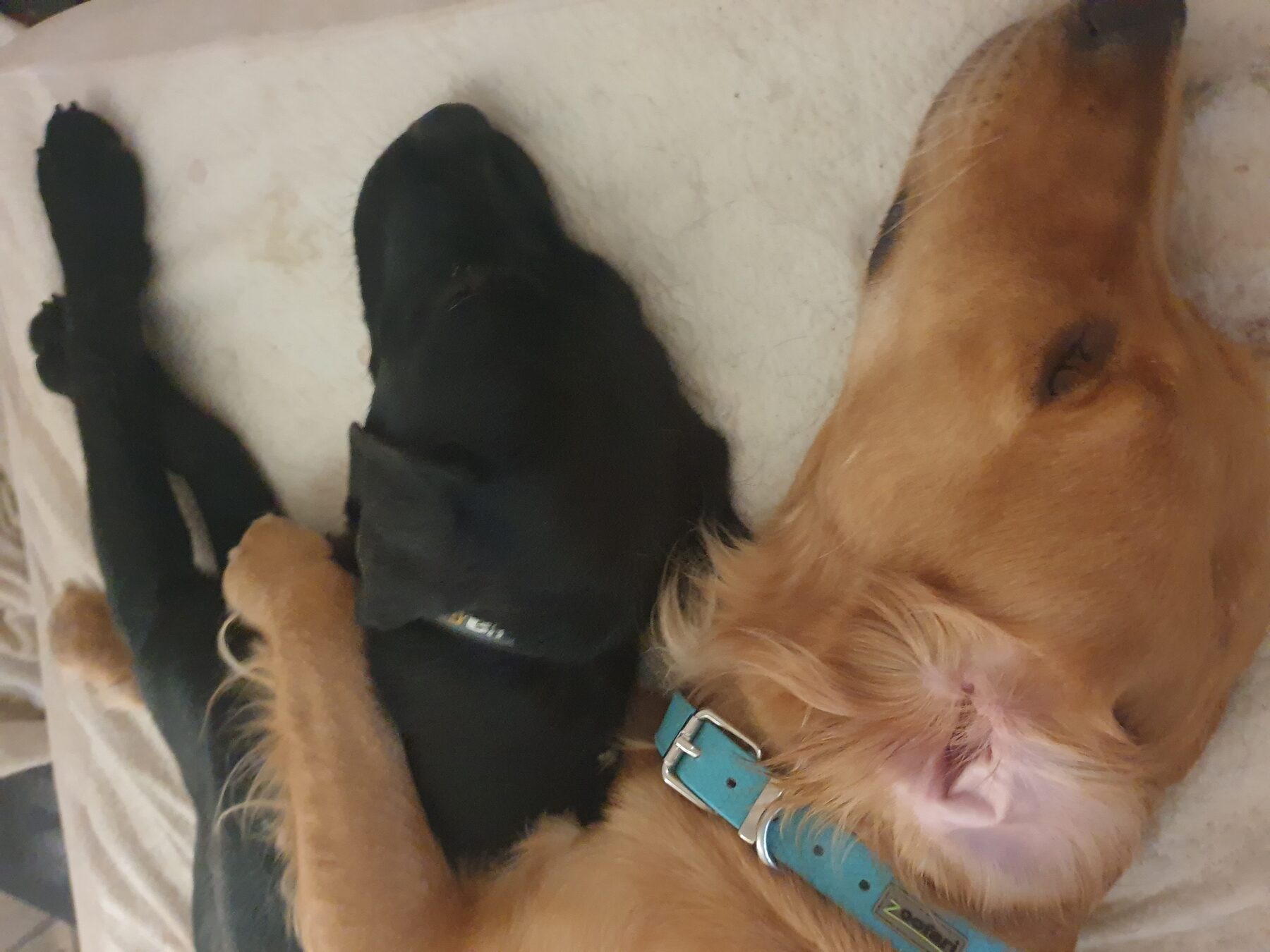 Portée de chiots auprès de leur mère